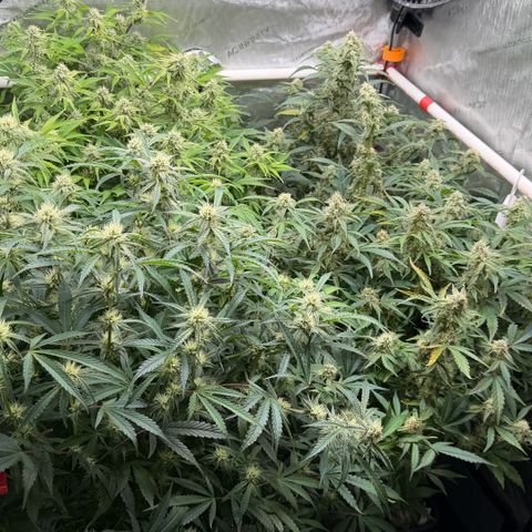 Gorilla Melon growlog timeline photo