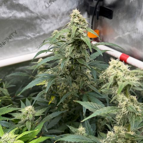 Gorilla Melon growlog timeline photo