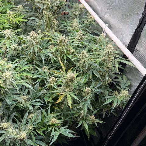 Gorilla Melon growlog timeline photo