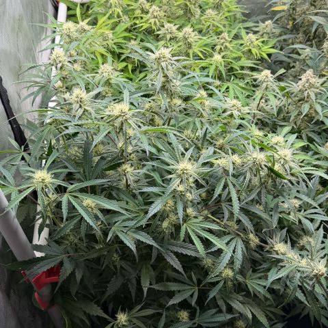 Gorilla Melon growlog timeline photo