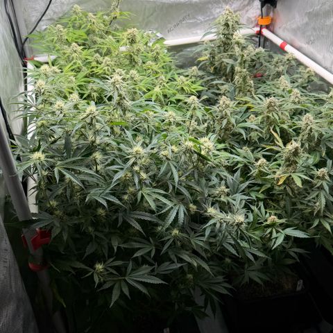 Gorilla Melon growlog timeline photo