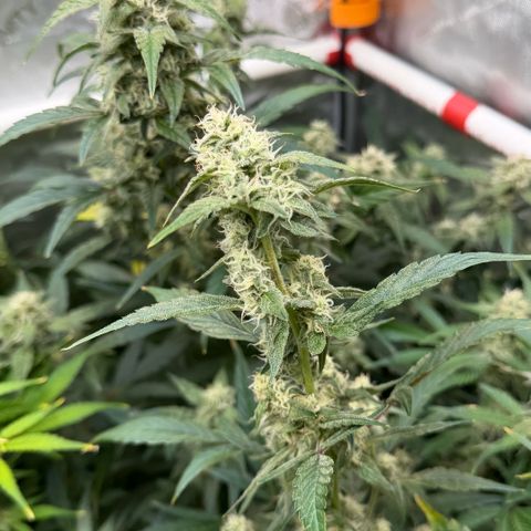 Gorilla Melon growlog timeline photo