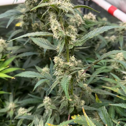 Gorilla Melon growlog timeline photo