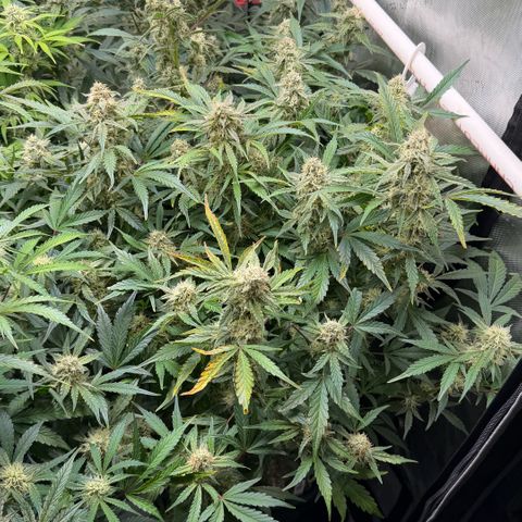 Gorilla Melon growlog timeline photo