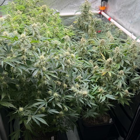 Gorilla Melon growlog timeline photo