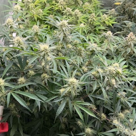 Gorilla Melon growlog timeline photo