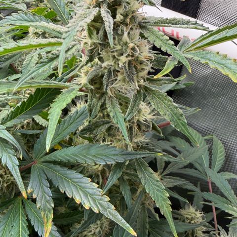 Gorilla Melon growlog timeline photo