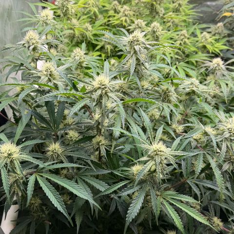 Gorilla Melon growlog timeline photo