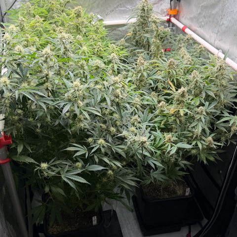 Gorilla Melon growlog timeline photo