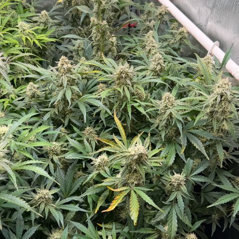 Gorilla Melon growlog timeline photo