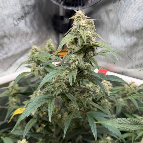 Gorilla Melon growlog timeline photo