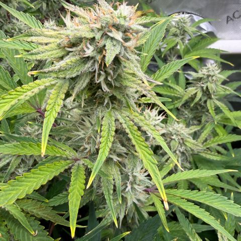 Gorilla Melon growlog timeline photo