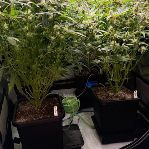 Gorilla Melon growlog timeline photo