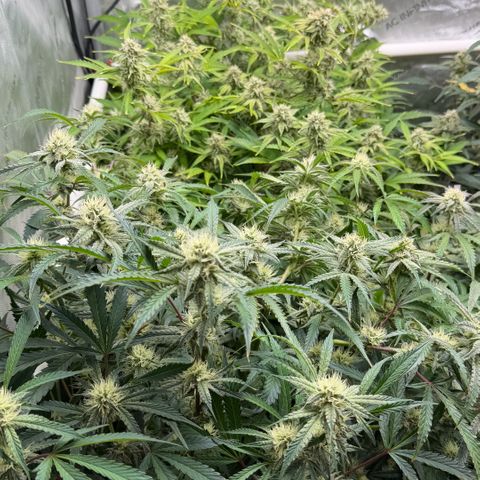 Gorilla Melon growlog timeline photo