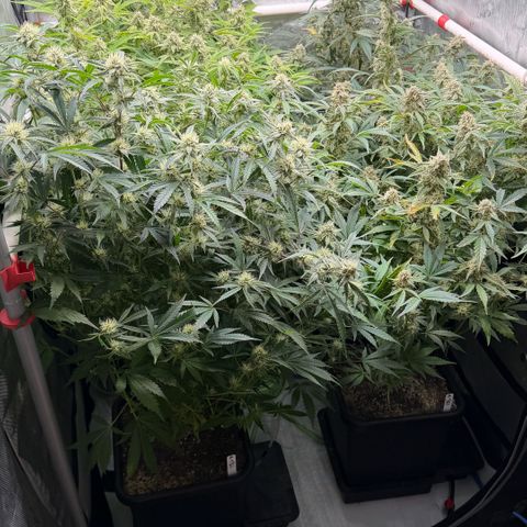 Gorilla Melon growlog timeline photo