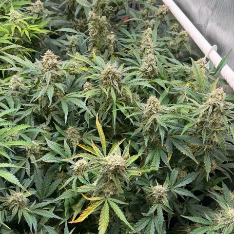 Gorilla Melon growlog timeline photo