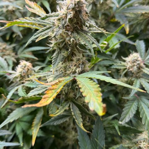 Gorilla Melon growlog timeline photo
