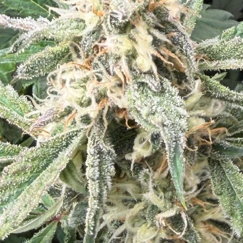 Gorilla Melon growlog timeline photo