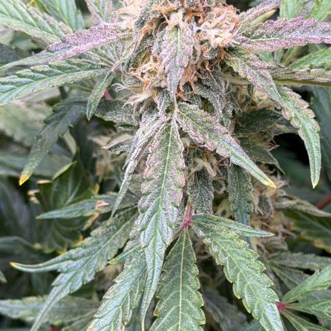 Gorilla Melon growlog timeline photo