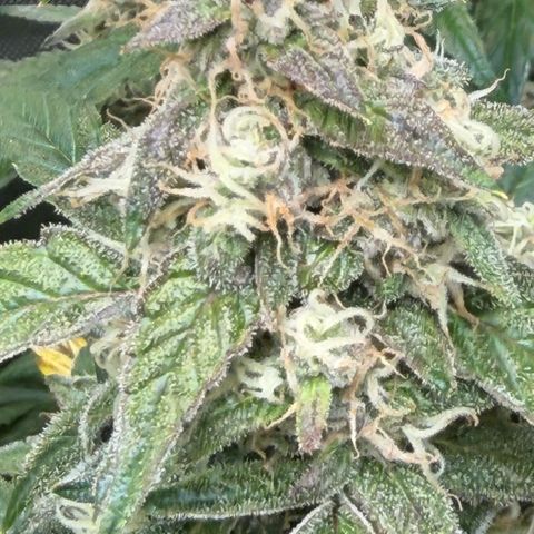 Gorilla Melon growlog timeline photo