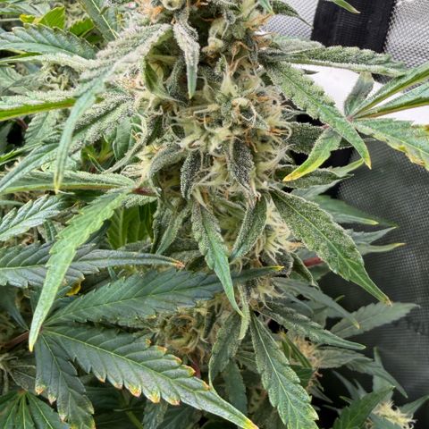 Gorilla Melon growlog timeline photo