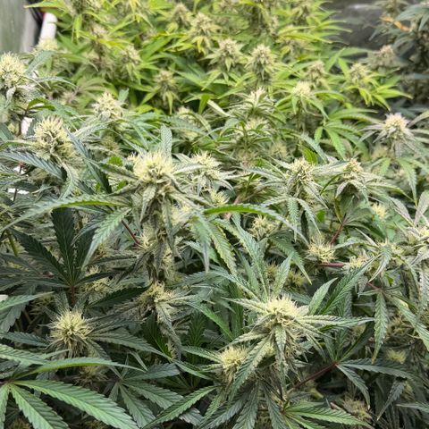 Gorilla Melon growlog timeline photo