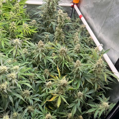 Gorilla Melon growlog timeline photo