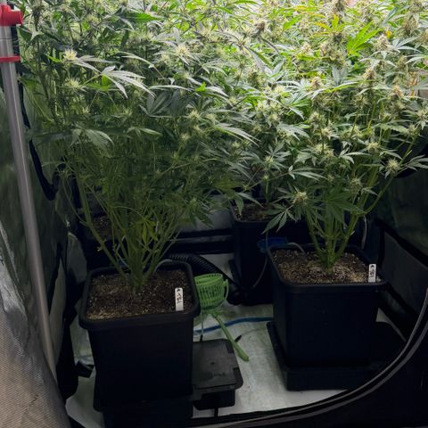 Gorilla Melon growlog timeline photo