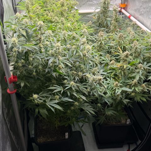 Gorilla Melon growlog timeline photo