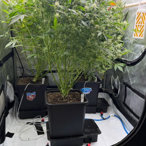 Gorilla Melon growlog timeline photo