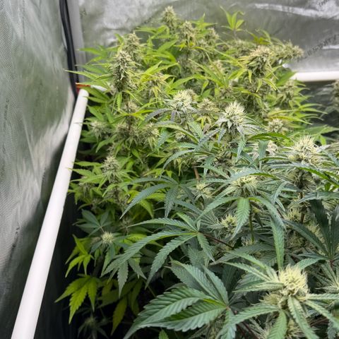 Gorilla Melon growlog timeline photo