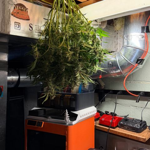 Gorilla Melon growlog timeline photo