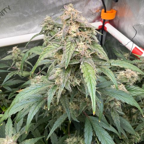Gorilla Melon growlog timeline photo