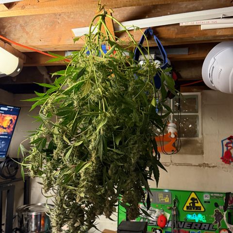 Gorilla Melon growlog photo: Harvest 1 plant Tricross. 23oz wet.