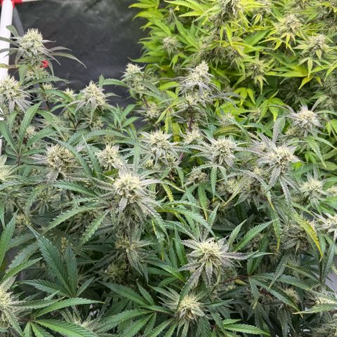 Gorilla Melon growlog photo: Harvest 1 plant Tricross. 23oz wet.