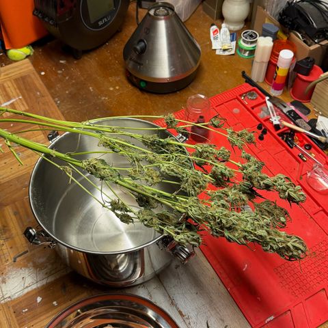 Gorilla Melon growlog photo: Harvest 1 plant Tricross. 23oz wet.