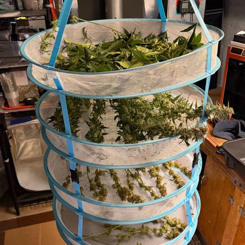 Gorilla Melon growlog photo: Harvest 1 plant Tricross. 23oz wet.