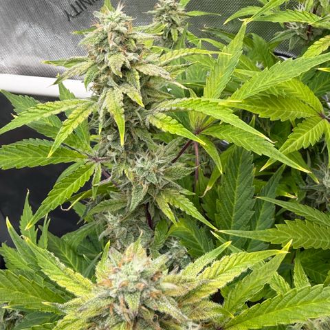 Gorilla Melon growlog photo: Harvest 1 plant Tricross. 23oz wet.