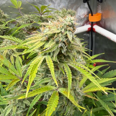 Gorilla Melon growlog photo: Harvest 1 plant Tricross. 23oz wet.