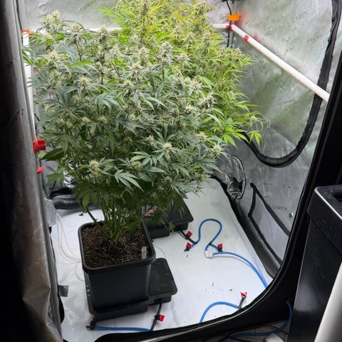 Gorilla Melon growlog photo: Harvest 1 plant Tricross. 23oz wet.