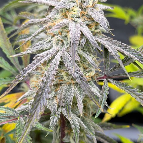 Gorilla Melon growlog timeline photo