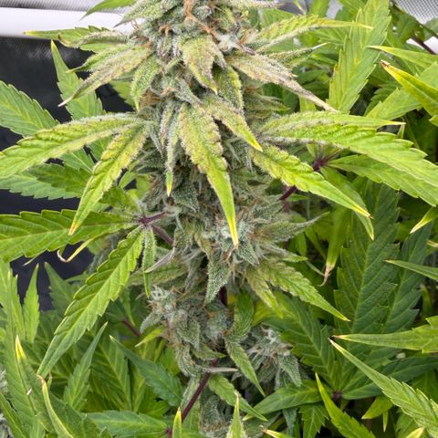 Gorilla Melon growlog timeline photo