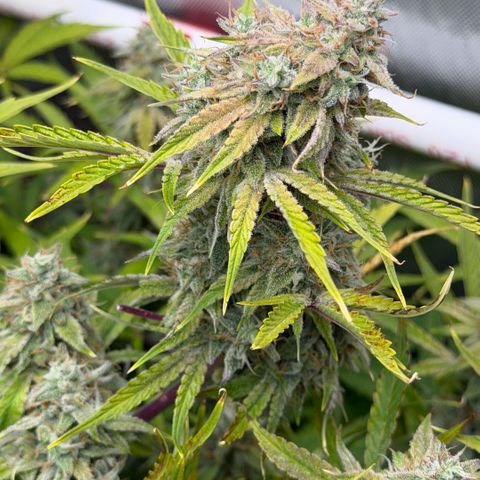 Gorilla Melon growlog timeline photo