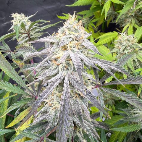 Gorilla Melon growlog timeline photo