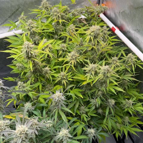 Gorilla Melon growlog timeline photo