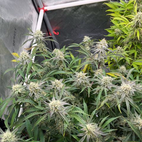 Gorilla Melon growlog timeline photo