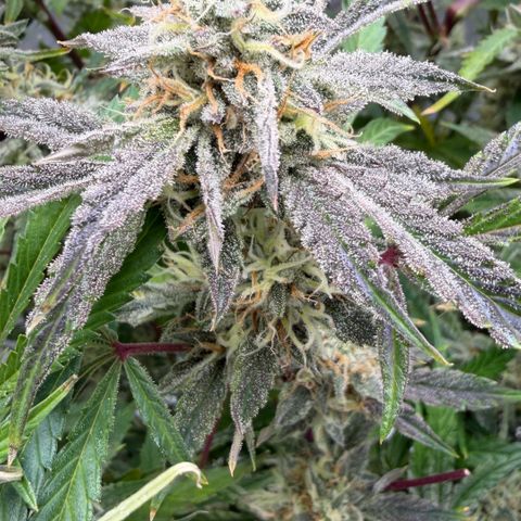 Gorilla Melon growlog timeline photo