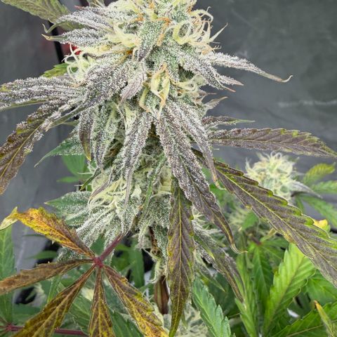 Gorilla Melon growlog timeline photo