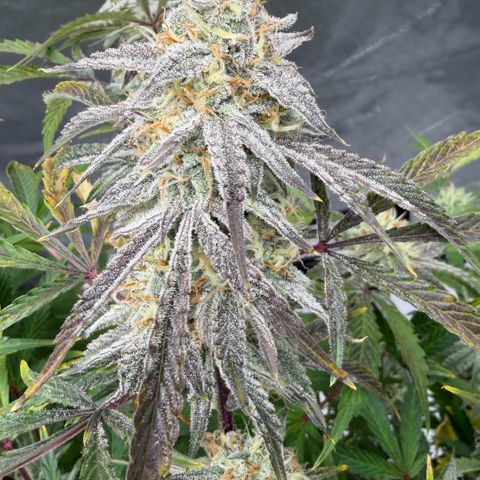 Gorilla Melon growlog timeline photo