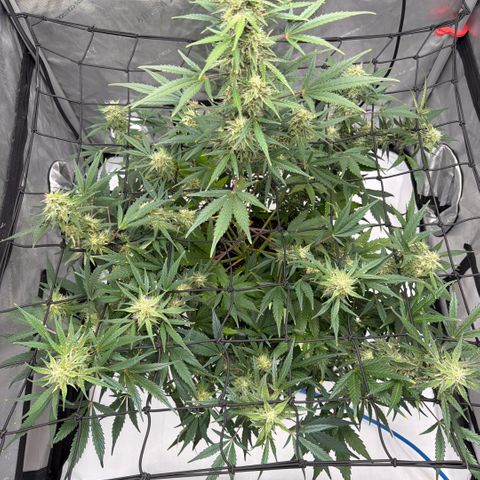 Gorilla Melon growlog photo: Week 11